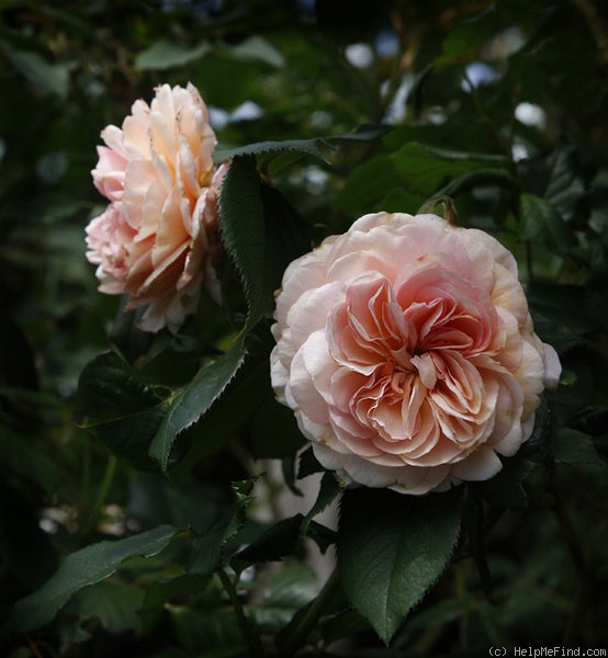 'A Shropshire Lad' rose photo