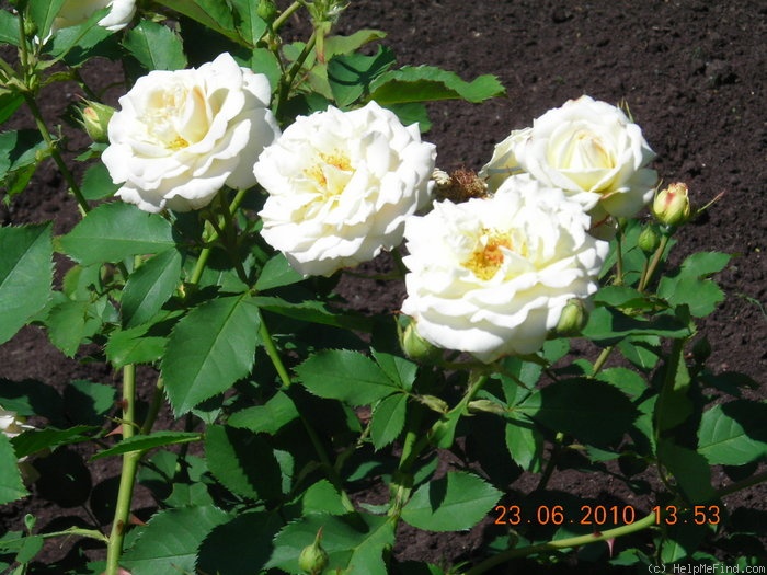 'Galaxy (floribunda, Meilland 1995)' rose photo
