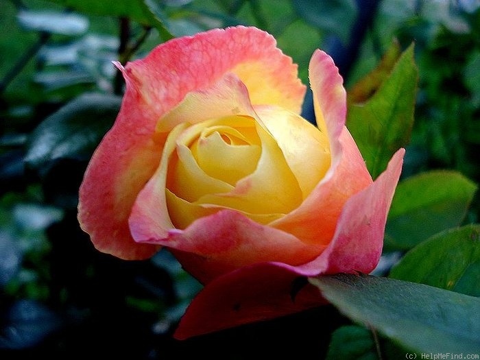 'Bella Roma ™' rose photo