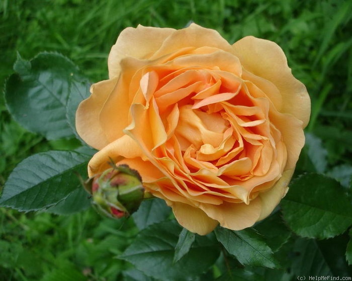 'Bowled Over' rose photo