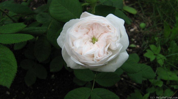 'Madame Hardy (Damask, Hardy, 1831)' rose photo