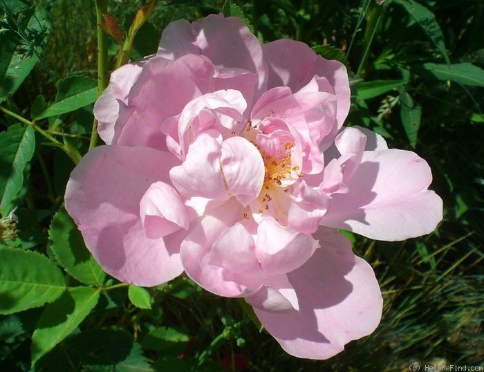 'Windflower' rose photo