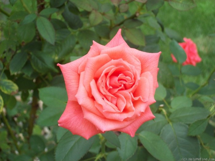'Tropicana' rose photo