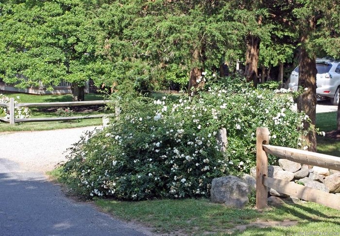 'Lady Blanche' rose photo