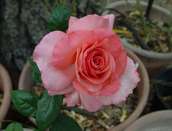 'Kathryn McGredy' rose photo