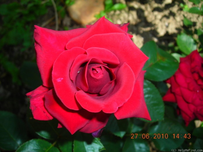 'Gundis Rose ®' rose photo