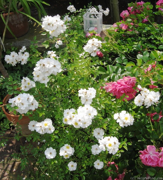 'Niagara Falls ®' rose photo
