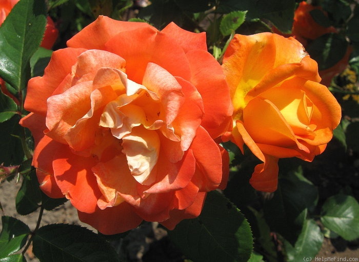 'Berliner Luft' rose photo