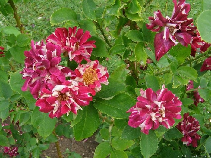 'Havlíčkova národní' rose photo