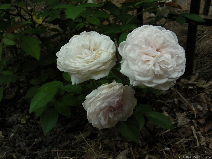 'Clotilde Soupert, Cl.' rose photo