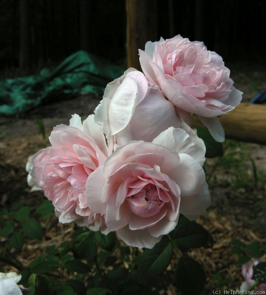 'Wisley 2008' rose photo