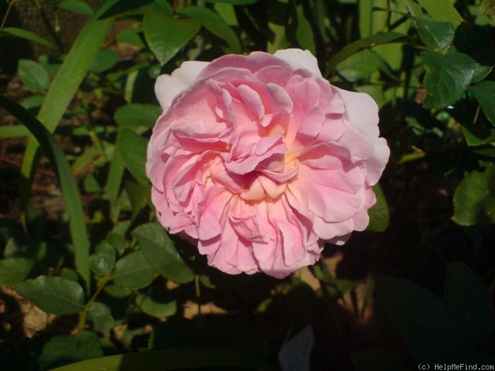 'Cottage Rose ® (shrub, Austin, 1991)' rose photo