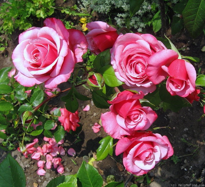 'Gräfin Sonja ™' rose photo