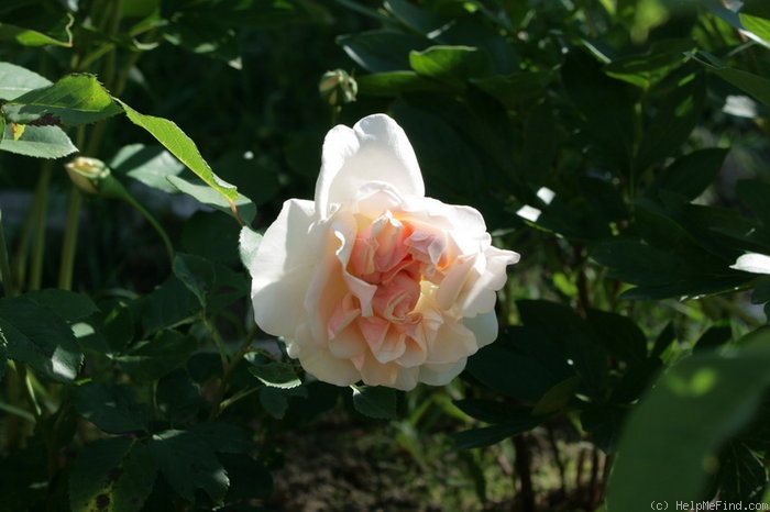 'Morabito ®' rose photo