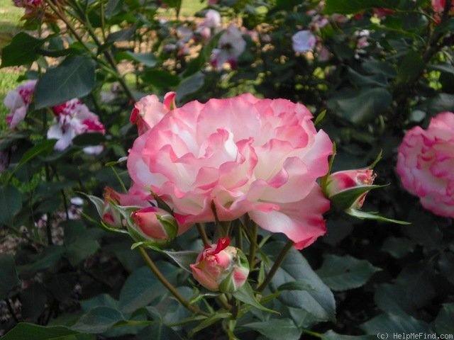 'Tourbillon (floribunda, Delbard, 1981)' rose photo