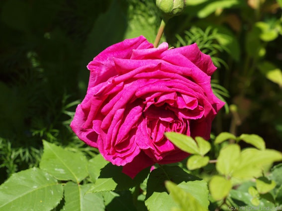 'Madame Isaac Pereire (Bourbon, Garcon, 1876)' rose photo