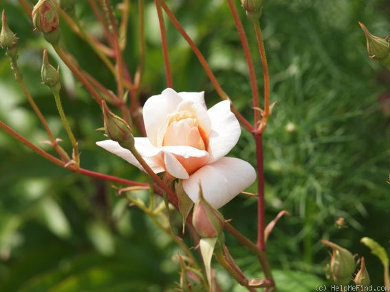 'Perle d'Or (polyantha, Rambaux, 1875)' rose photo