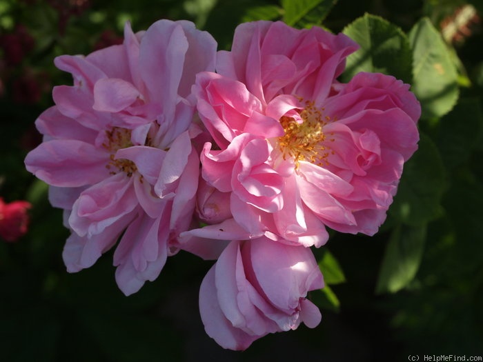 'Autumn Damask' rose photo