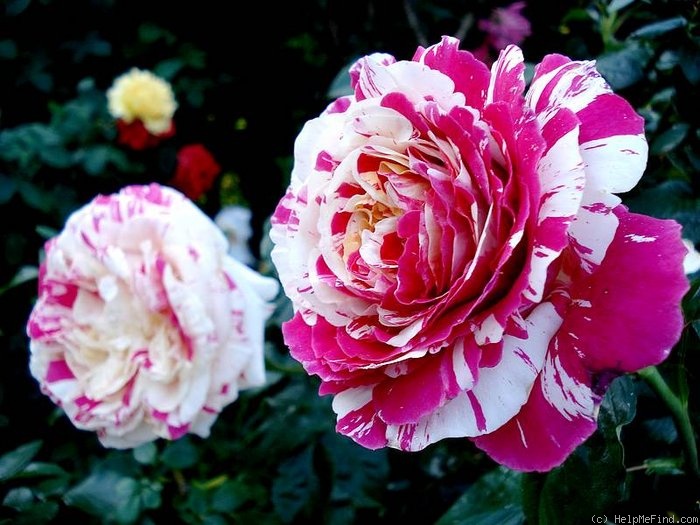 'Vanille Fraise ®' rose photo