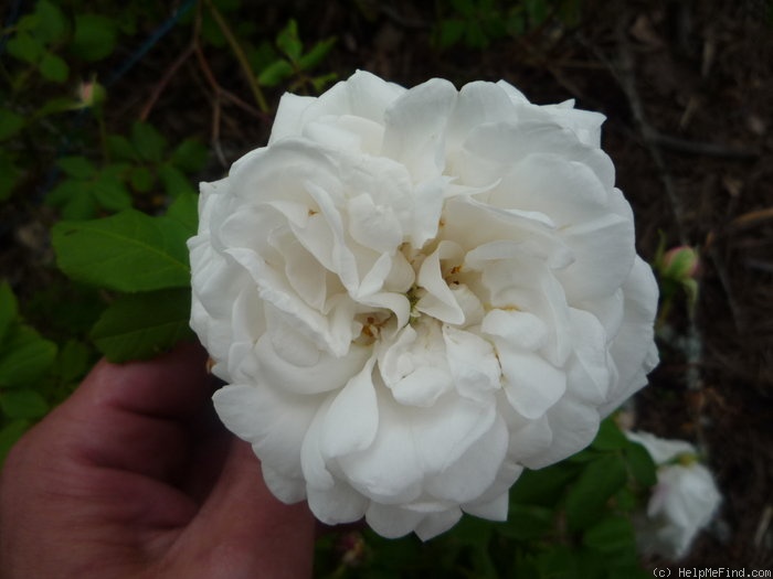 'Madame Plantier (alba-noisette hybrid, Plantier, 1835)' rose photo