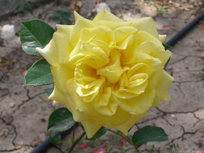 'Cholena' rose photo