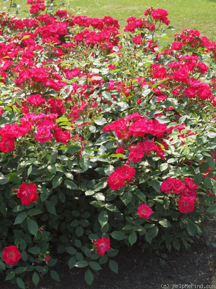 'Cera' rose photo