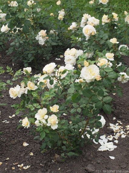 'Crocus Rose' rose photo
