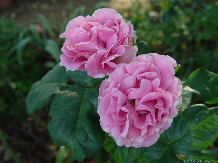'Southern Breeze' rose photo