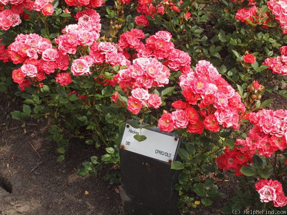 'Hockey ®' rose photo