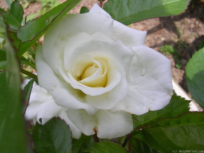 'Irene von Dänemark' rose photo