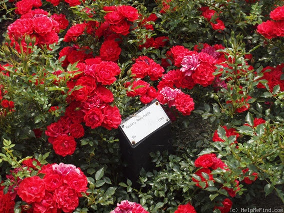 'Raspberry Royale' rose photo