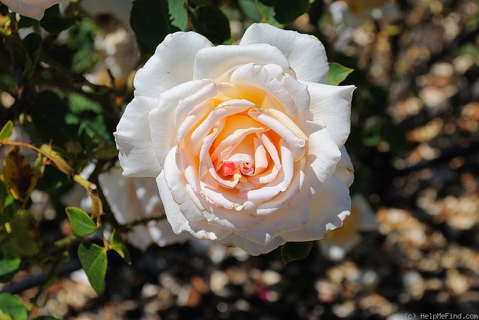 'Elizabeth Harkness ®' rose photo