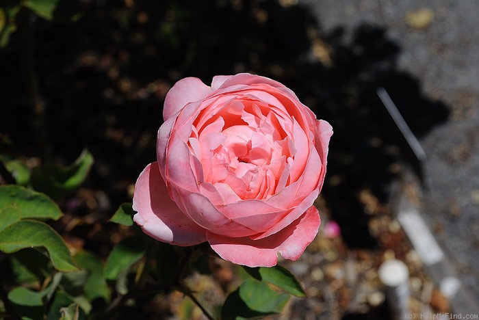 'Williamsburg' rose photo