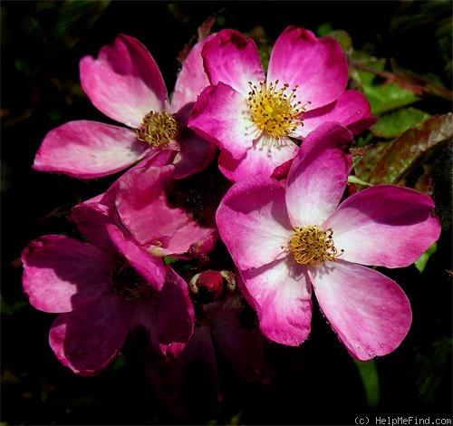 'Deutsches Danzig' rose photo