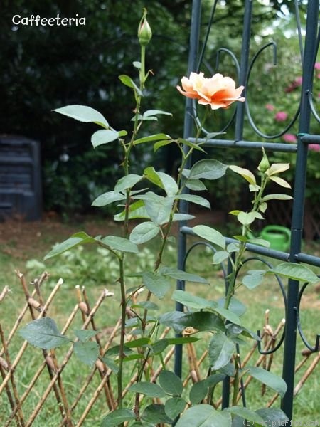'Caffeeteria' rose photo