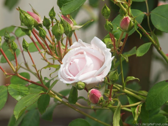 'New Dawn (Large Flowered Climber, Dreer, 1930)' rose photo