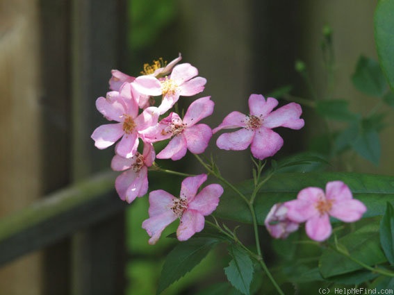 'Plaisanterie (Hybrid Musk, Lens, 1988/96)' rose photo