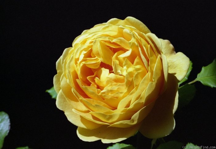 'Golden Celebration ™' rose photo