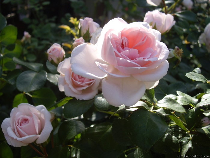 'Cinderella ™ (climber, Kordes 2003)' rose photo