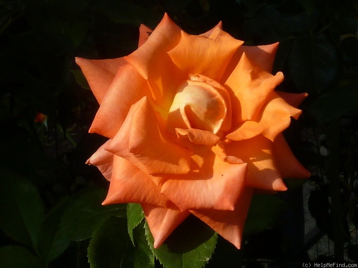 'Monika ®' rose photo