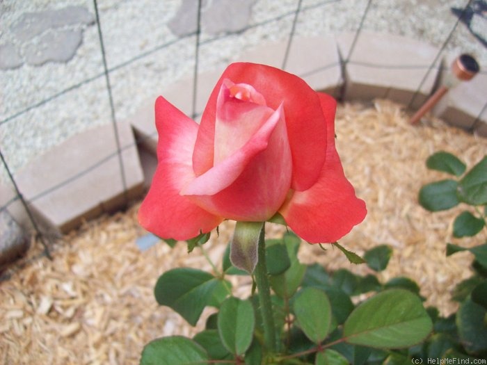 'Voodoo (hybrid tea, Christensen, 1988)' rose photo