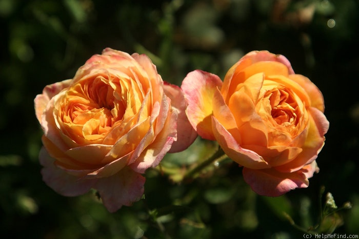 'Rosomane Janon ®' rose photo