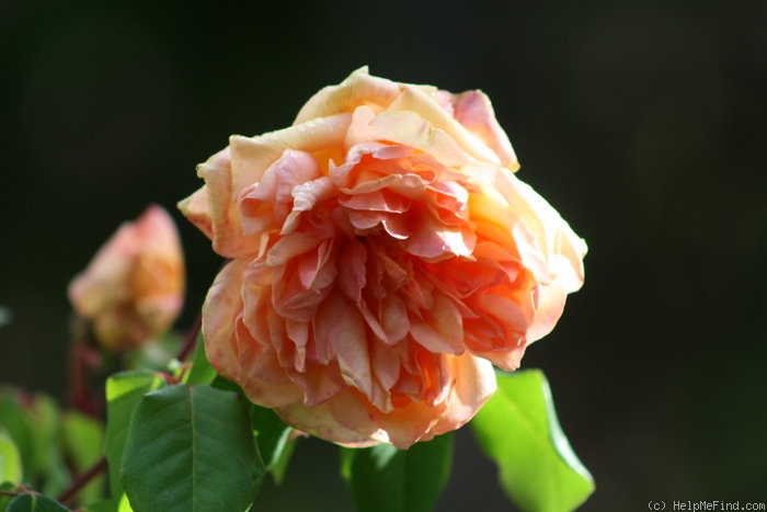 'Clementina Carbonieri (Tea, Lodi, 1913)' rose photo