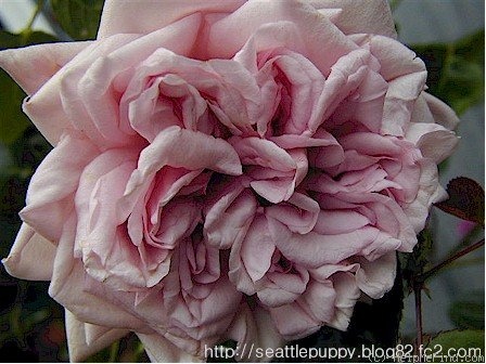'Taischa' rose photo
