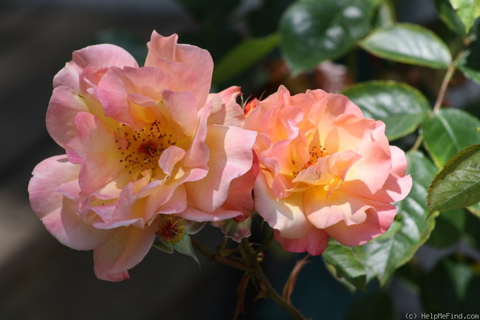 'Westerland (Shrub, Kordes, 1969)' rose photo