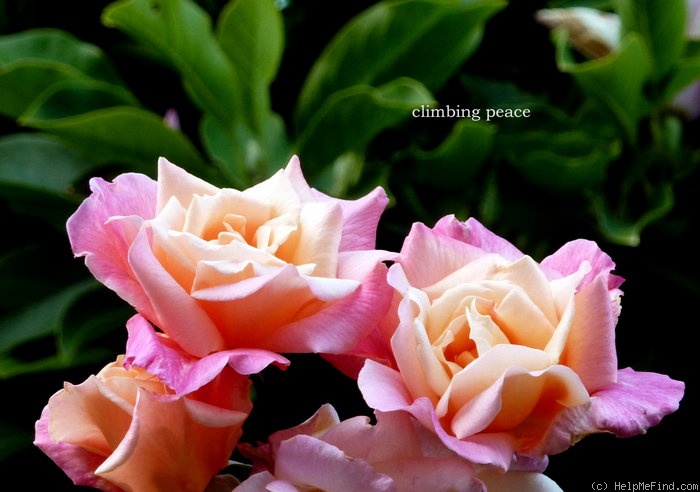 'Peace, Cl.' rose photo