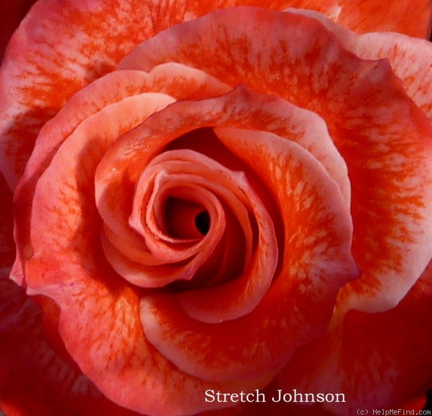 'Stretch Johnson' rose photo