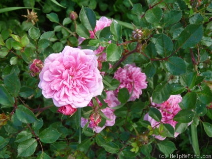 'Letchworth Centenary' rose photo