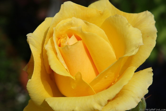 'Monkey Business' rose photo