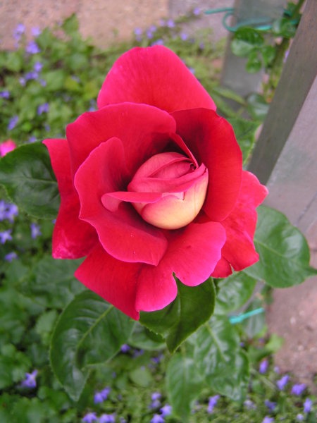 'Kronenbourg Cl.' rose photo